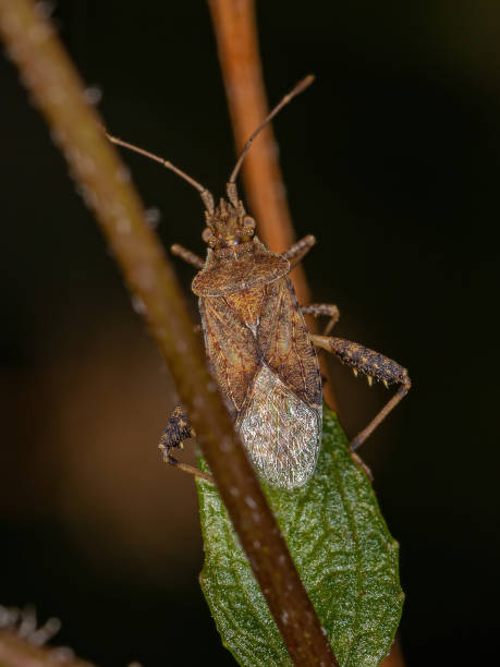 istock Adult Scentless Plant Bug 1336998598