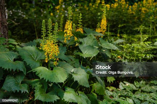 Ligularia Przewalskii In Garden Stock Photo - Download Image Now - Beauty, Blossom, Bush