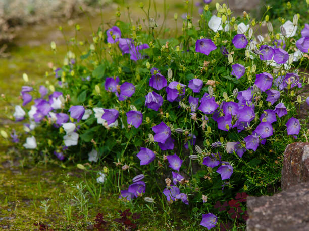 Blossoming Campanula carpatica in garden. Beautiful blue and white flowers of the Campanula carpatica. campanula stock pictures, royalty-free photos & images