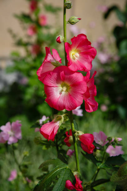 istock Beautiful hollyhock flower against a green background. 1337000281