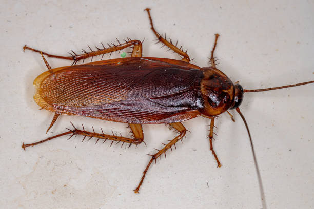 istock Adult American Cockroach 1337001623