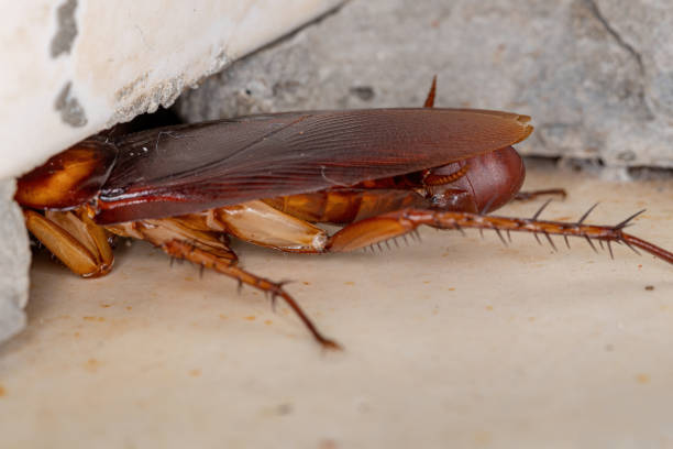 Cockroach laying eggs stock photo
