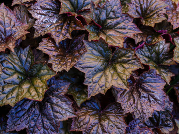 istock Heuchera plants as very nice natural background 1337002630