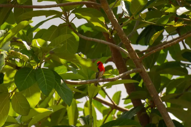 A small Mauritius fody (Foudia rubra), perched on a branch of large tree in the wild in Seychelles.