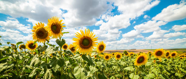 Sunflower Field. Sunflower Field. Beautiful sunflower with blue sky background. helianthus stock pictures, royalty-free photos & images