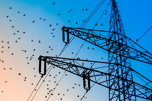 Startled starlings fly from a high-voltage pylon