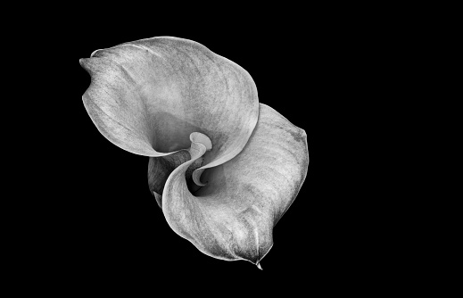 monochrome calla blossom on black background, top view fine art still life macro of a single detailed textured bloom in graphical painting style