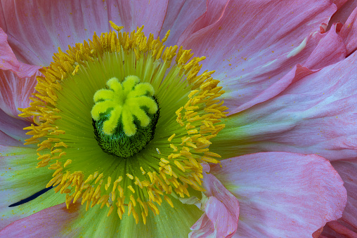 top view macro of the inner heart of a single pink yellow silk poppy blossom