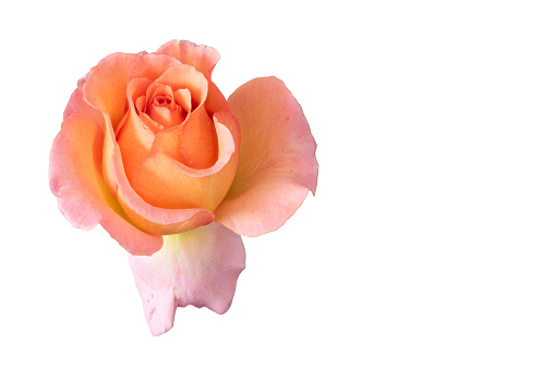 single isolated orange pink yellow rose blossom with rain drops, fine art still life on white background and detailed texture