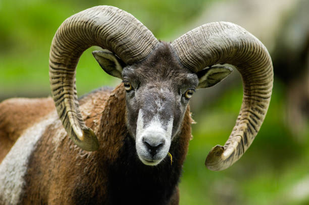 Mouflon Head portrait of a male mouflon herbivorous stock pictures, royalty-free photos & images