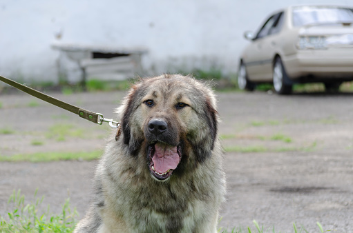 Caucasian shepherd dog. Pet yawns while sitting on a leash outside. Frontal view of an adult gray-and-black dog.
