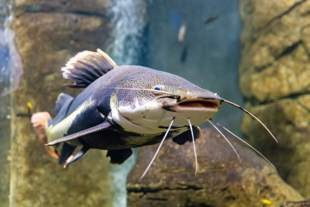 istock Sad multicolored fish in the aquarium. Animals in captivity. The redtail catfish, Phractocephalus hemioliopterus, is a pimelodid (long-whiskered) catfish. 1337009903