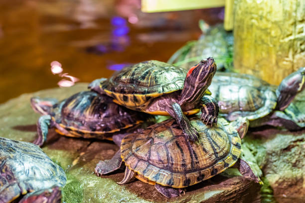Red-eared turtles. Dominating others. Rise at the expense of others. stock photo