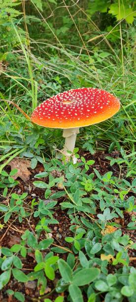 istock Mushrooms in vasteras 1337011769