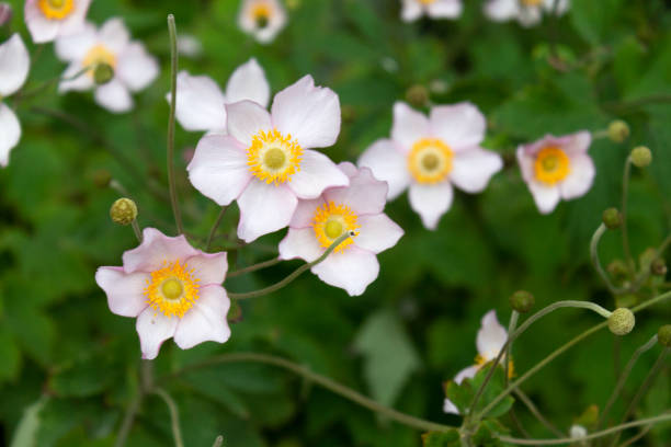 istock White anemone flowers seen up close 1337014977