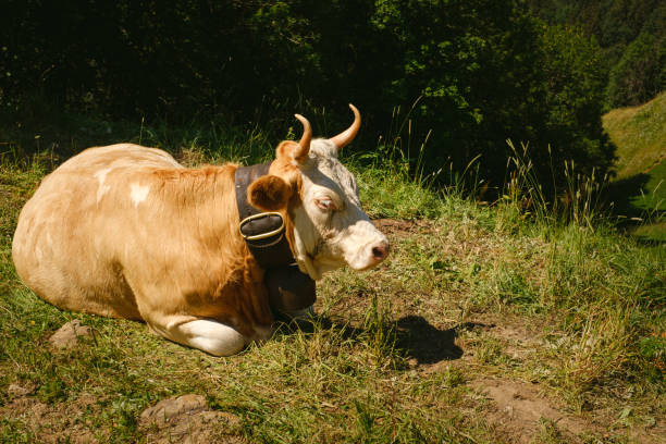 An Asian cow for livestock and the children.