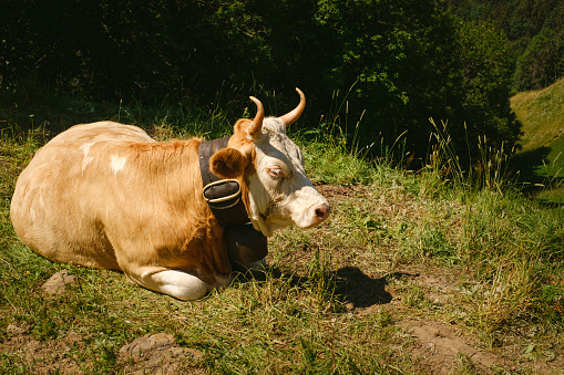 Brown horned cow with big cow bell lying down relaxing on a swiss alpine meadow in summer