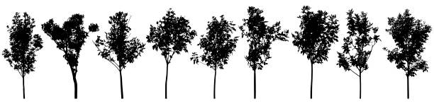 silhouette von schönen bäumen, gesetzt. esche junge bäume, flieder.  sämling für die landschaftsgestaltung. vektorillustration. - planting tree poplar tree forest stock-grafiken, -clipart, -cartoons und -symbole