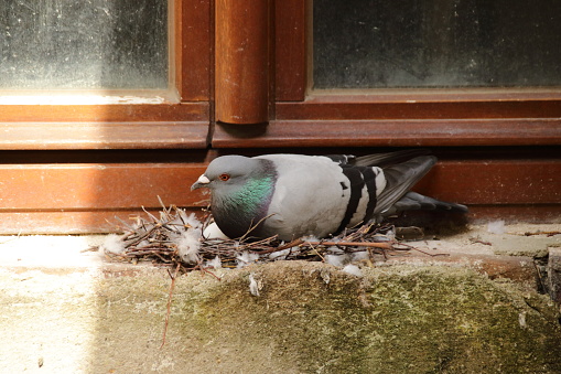 Flock of pigeons on the ground