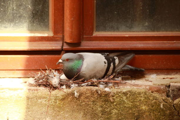 Pigeon breeds in front of a window