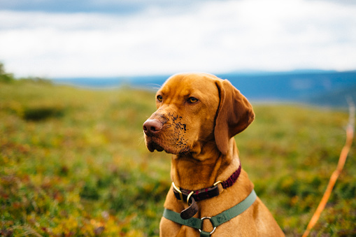 Funny vizsla dog with dirt on his snout