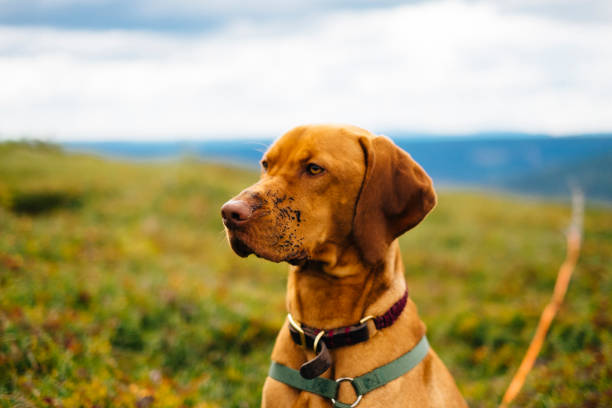 istock Funny vizsla dog with dirt on his snout 1337017610