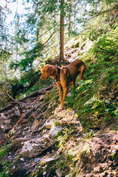 istock Sporty dog climbing the steep mountainside 1337017613