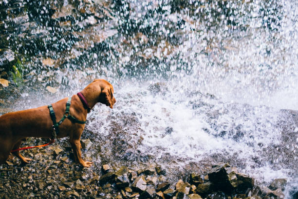 Elegant dog looking at a waterfall