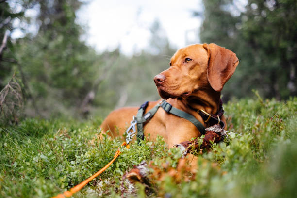 istock Elegant relaxed dog with a harness resting on the forest ground 1337017619