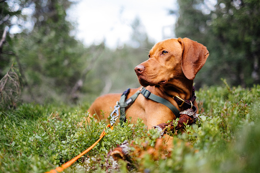 Beautiful sportive hunting dog resting in bushes in the forest. Attached to a long leash
