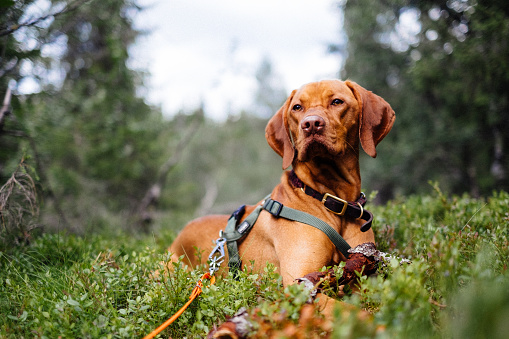Active elegant dog with a harness resting on the forest ground