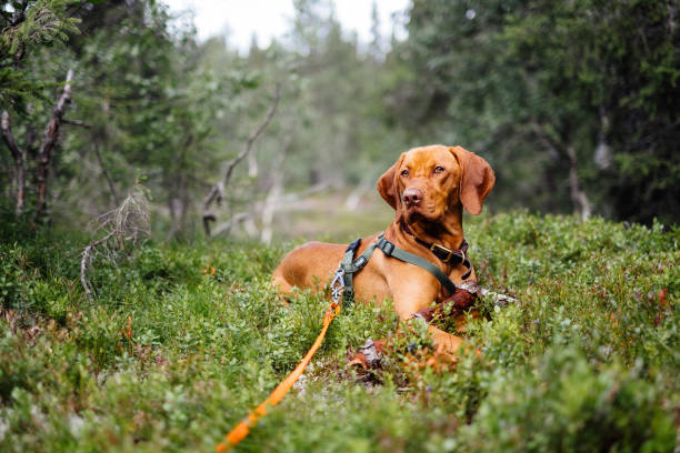 istock Cute hunting dog laying down relaxing in the forest 1337017623