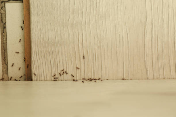 istock Many black ants on floor at home, top view. Pest control 1337017756