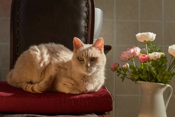 Shorthair cat basking in the sun