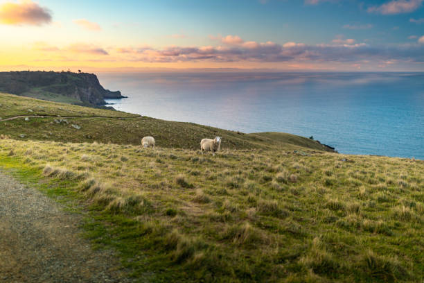 istock Aotearoa New Zealand Sheep with a View, Sunset 1337018723