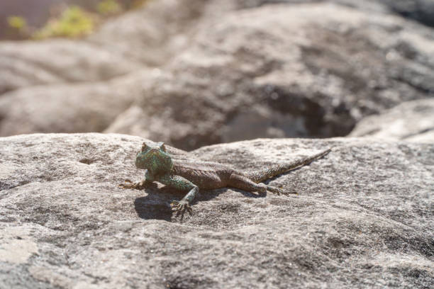 istock Little Lizard on Table Mountain, Cape Town, South Africa. 1337018855