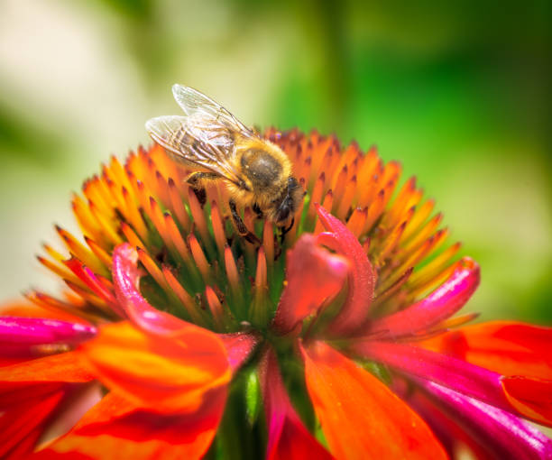 istock Bee collecting nectar in an echinacea flower blossom 1337019784