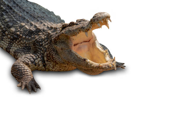 istock Close-up Large Crocodile open mouth isolated on white background. Clipping path. 1337020380