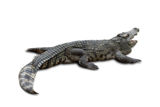 istock Close-up Large Crocodile image solated on white background. 1337020386
