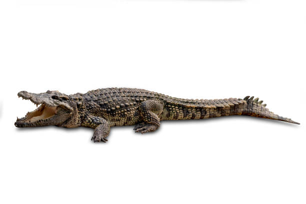 istock Close-up Large Crocodile image solated on white background. 1337020392