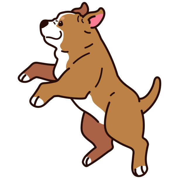 Outlined adorable and simple Pitbull jumping and playing Outlined adorable and simple Pitbull jumping and playing pitbull graphic stock illustrations