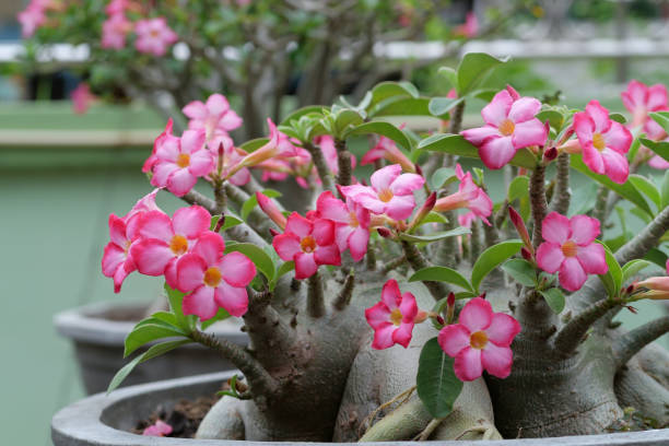 istock Beautiful pink Desert rose 1337022421