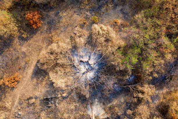 istock Aerial view of burnt olive tree fields 1337023672