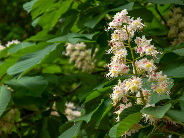istock Blooming flowers of a chestnut tree. 1337024572