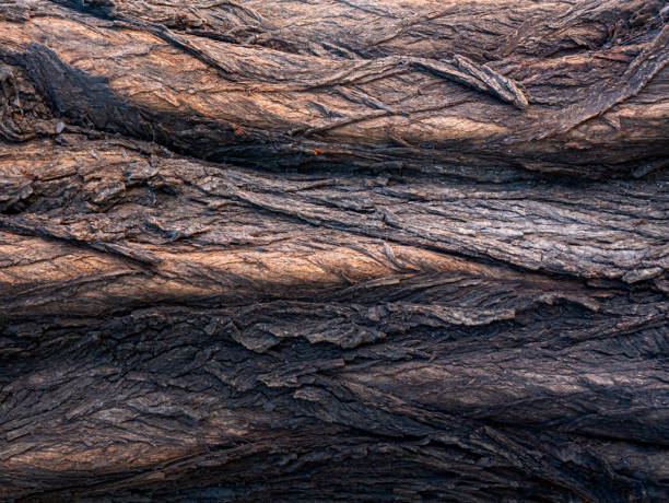 istock Background. Horizontal texture of the bark of an old large tree. 1337024604