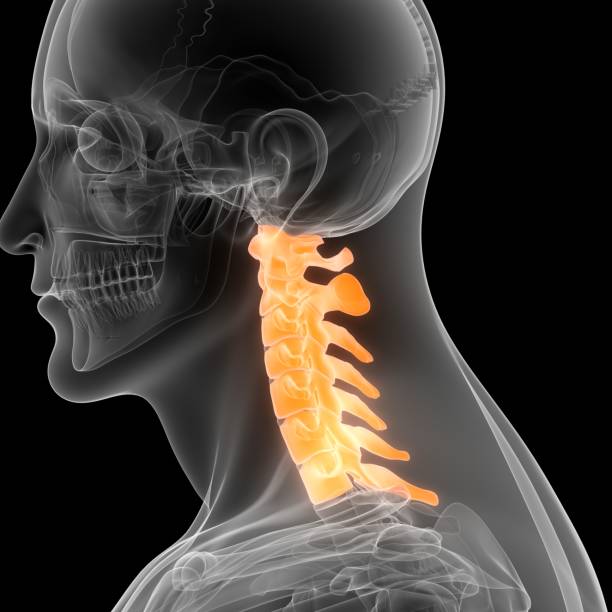 3D Illustration Concept of Spinal Cord Vertebral Column Cervical Vertebrae of Human Skeleton System Anatomy