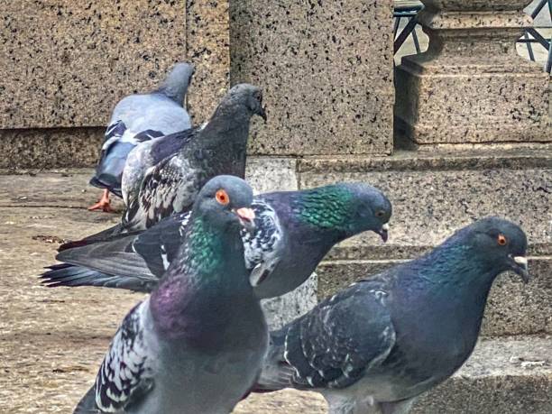 istock Pigeons in the City 1337026033