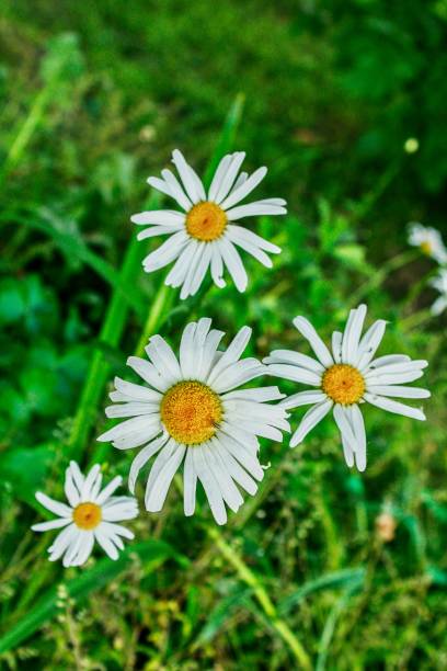 istock Flowers are white daisies in the forest 1337026138