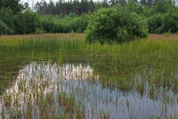 istock swamp picnic nature tall grass 1337026863