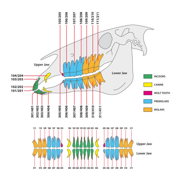 grafika wektorowa trwałego uzębienia koni - animal skull animal bone anatomy animal stock illustrations